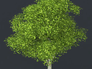 низкополигональная дерево 09 3D Модель