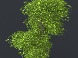 low poly tree 10 3D 모델