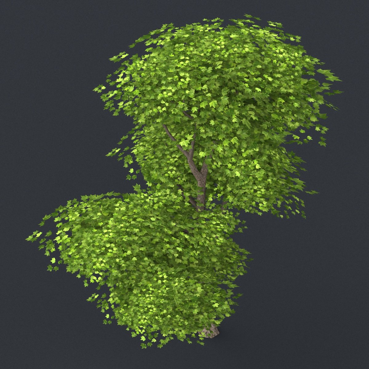 Tree x. Tree x