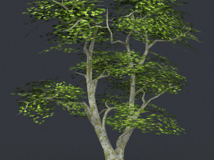 low poly 10 tree collection Modèle 3D