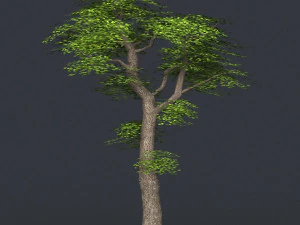 low poly 10 tree collection 3D Model