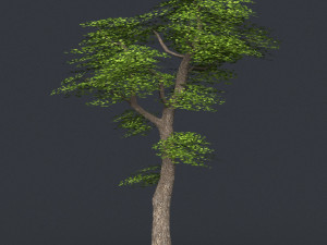 low poly 10 tree collection Modèle 3D
