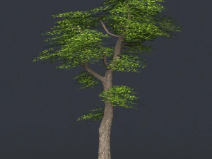 low poly 10 tree collection 3D Model