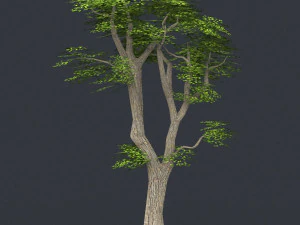 low poly 10 tree collection 3D Model