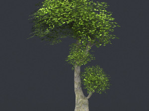 low poly 10 tree collection Modèle 3D