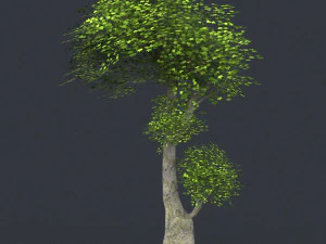 low poly 10 tree collection 3D Model