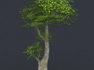 low poly 10 tree collection 3D Model