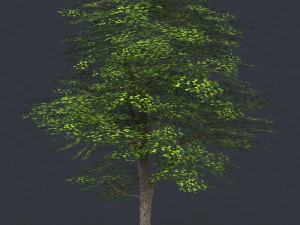 low poly 10 tree collection 3D Model