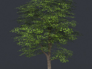 low poly 10 tree collection Modèle 3D
