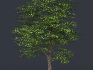 low poly 10 tree collection 3D Model