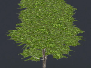 low poly 10 tree collection 3D Model