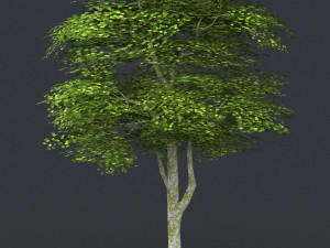 low poly 10 tree collection Modèle 3D