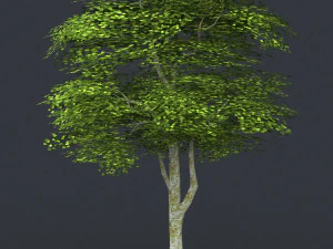 low poly 10 tree collection 3D Model