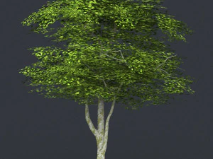 low poly 10 tree collection 3D Model