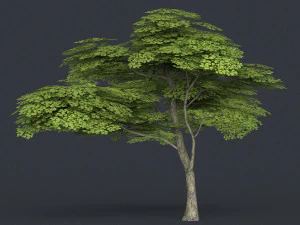 albero poli basso 11 Modello 3D