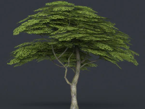 निम्न पाली वृक्ष 11 3D मॉडल