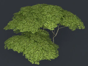 निम्न पाली वृक्ष 11 3D मॉडल