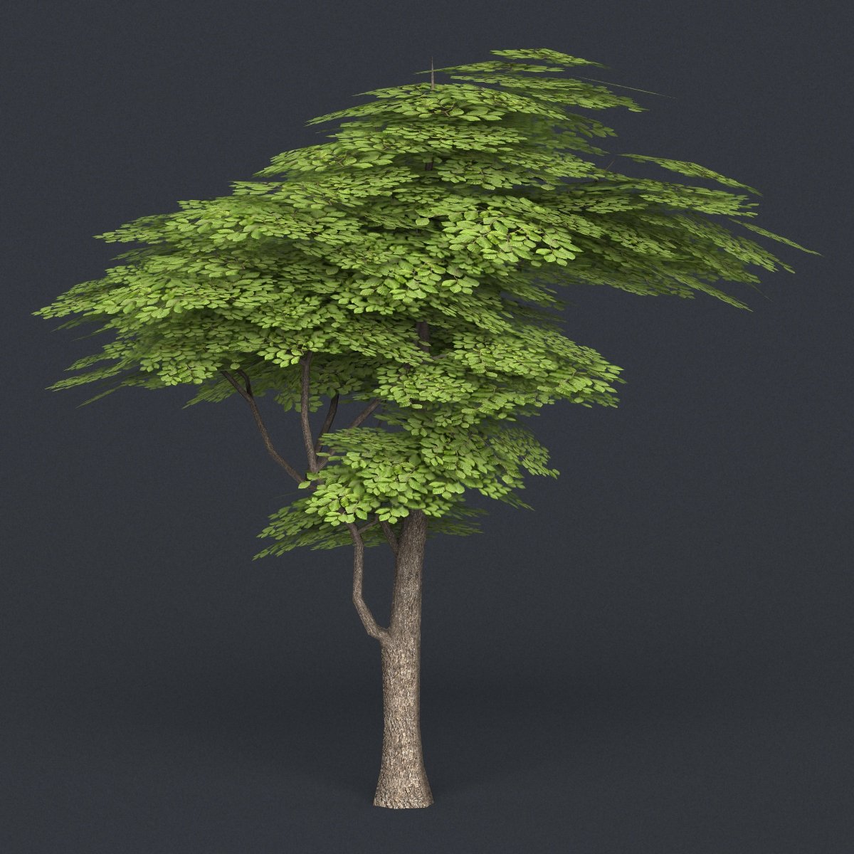 Пихта сибирская дерево. Сувенир родословное дерево. Дерево 12. Лиственница сибирская с пихтой. Дерево 3д модель.