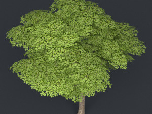 low poly tree 12 Model 3D