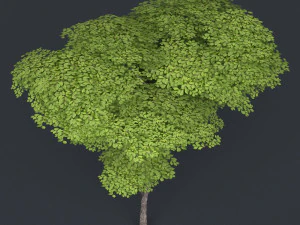 low poly tree 13 3D Model