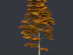 low poly tree 15 3D 模型