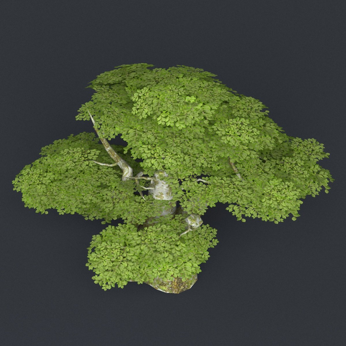 Tree 1 18 2. Tree 1 18 2