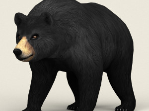 realistic low poly black bear 3D Model
