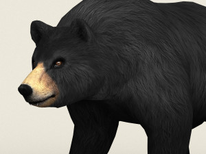realistic low poly black bear Modelo 3D