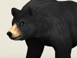 realistic low poly black bear 3D Model
