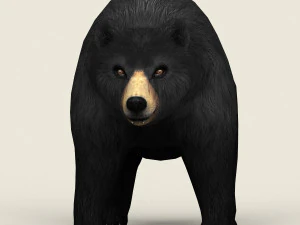 realistic low poly black bear 3D Model