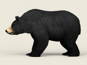 realistic low poly black bear Modelo 3D