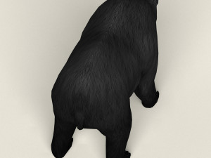realistic low poly black bear Modelo 3D