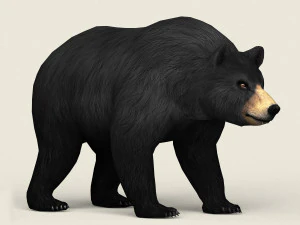 realistic low poly black bear 3D Model