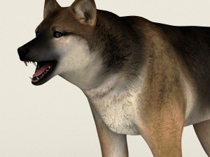 low poly realistic wolf 3D Model