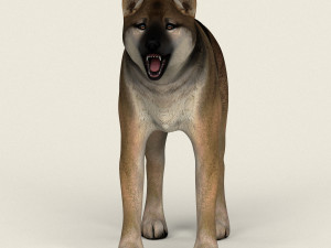 low poly realistic wolf 3D Model