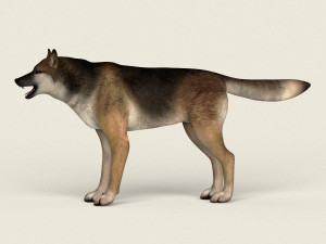 low poly realistic wolf 3D Model