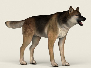 low poly realistic wolf 3D Model