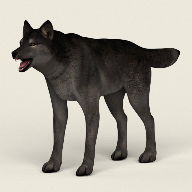 low poly realistic black wolf 3D Model .c4d .max .obj .3ds .fbx .stl .blend 