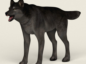 low poly realistic black wolf Modelo 3D