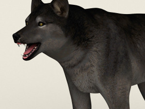 low poly realistic black wolf 3D Model