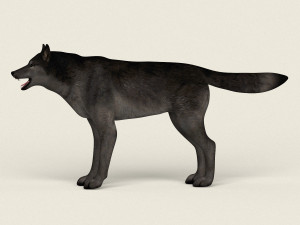 low poly realistic black wolf 3D Model