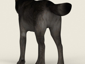 low poly realistic black wolf 3D Model