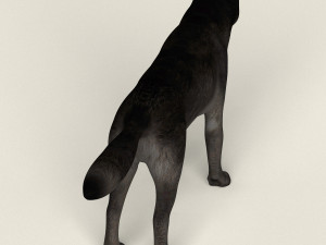 low poly realistic black wolf 3D Model