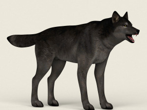low poly realistic black wolf 3D Model