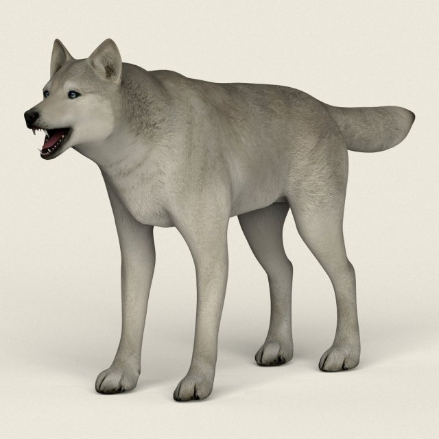 low poly realistic white wolf 3D Model .c4d .max .obj .3ds .fbx .stl .blend 