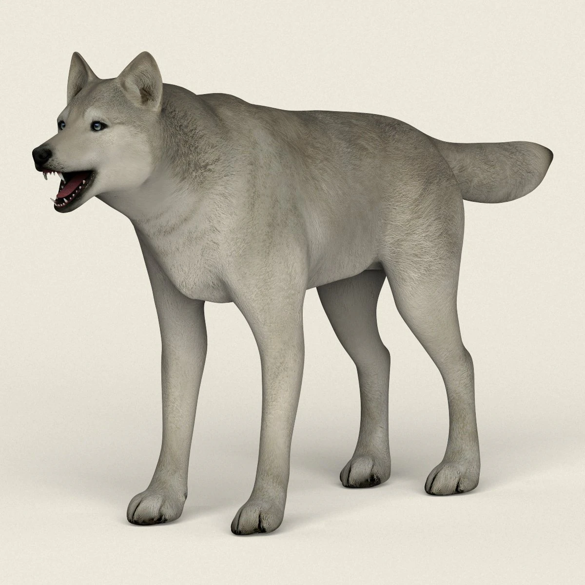 low poly realistic white wolf 3D Model .c4d .max .obj .3ds .fbx .stl .blend 