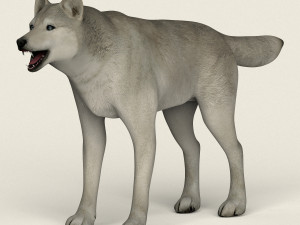 low poly realistic white wolf Modèle 3D