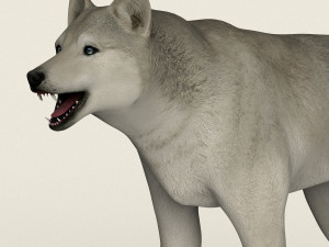 low poly realistic white wolf 3D Model