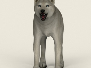 low poly realistic white wolf 3D Model