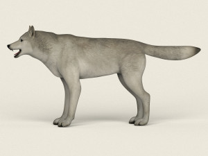 low poly realistic white wolf 3D Model